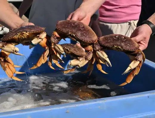 Festival du crabe de Sausalito 2027 – Sausalito, États-Unis