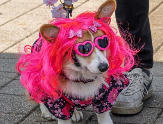 Nashville Cherry Blossom Festival 2027 – Nashville, USA