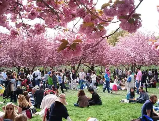 Nashville Cherry Blossom Festival 2027 – Nashville, USA